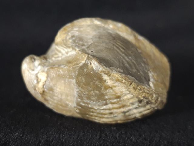 Licharewia rugulata KUTORGA 1842 - Bild &copy; FossNet FossilienStore